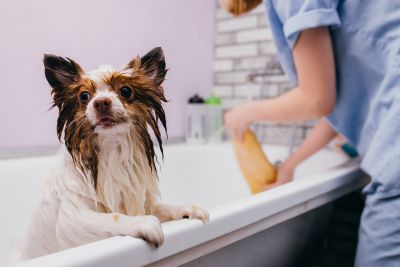 Pet Grooming and Pet Sitting Insurance in Moscow, ID by Matt Manderville Insurance Agency