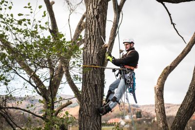 Tree Trimming Insurance in Moscow, ID by Matt Manderville Insurance Agency